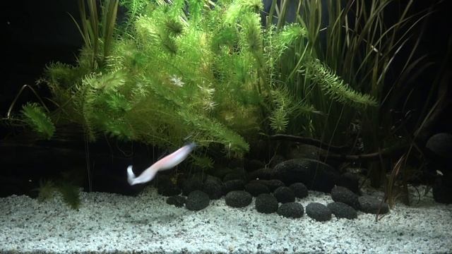 Z MAN: Scented Curly Tailz! Lure action! Underwater! Full HD смотреть онлайн