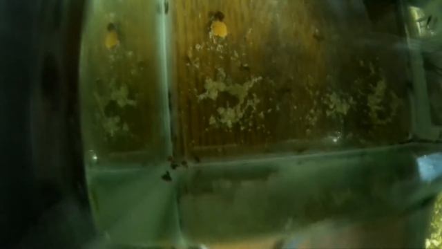 author hobbies №68 (икра анциструса без самца) смотреть онлайн