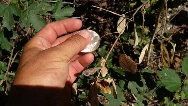 Silver Dollar / Chinese Money Fruit (Lunaria annua) смотреть онлайн