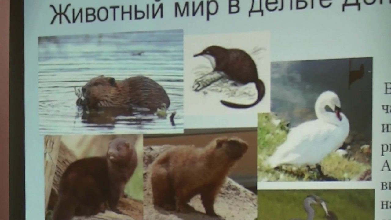 ВИДЕОБЕСЕДЫ. Выпуск № 22. Заповедники Ростовской области смотреть онлайн