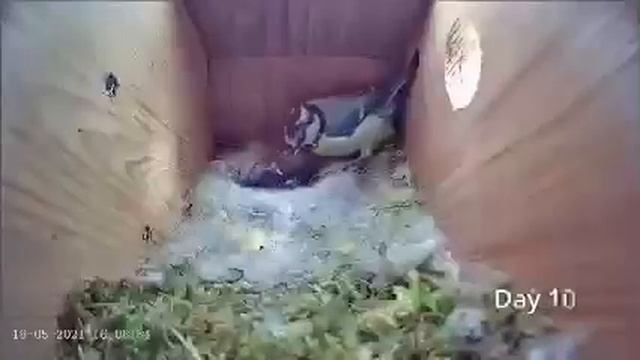 семья синиц ! Покажите детям! смотреть онлайн