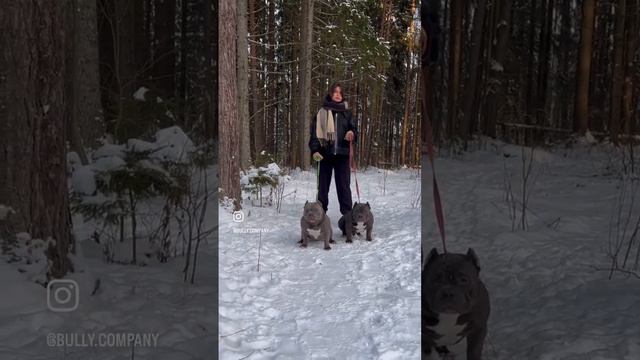 Американский булли American bully питомник Bully Company American bully pocket смотреть онлайн