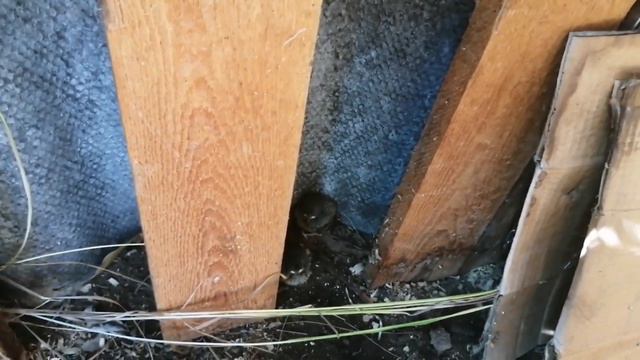 СПАСАЕМ желторотиков. Птенцы выпали из гнезда. смотреть онлайн