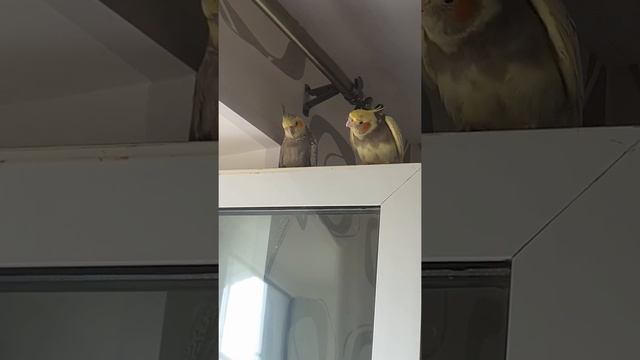 Кореллы. Как определить пол попугая? смотреть онлайн