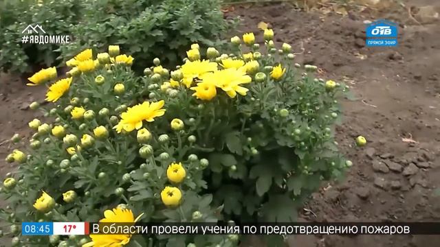 Руки садовода – как вырастит хризантемы смотреть онлайн