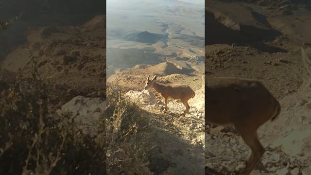 Нубийские горные козлы (самка с детенышем) смотреть онлайн