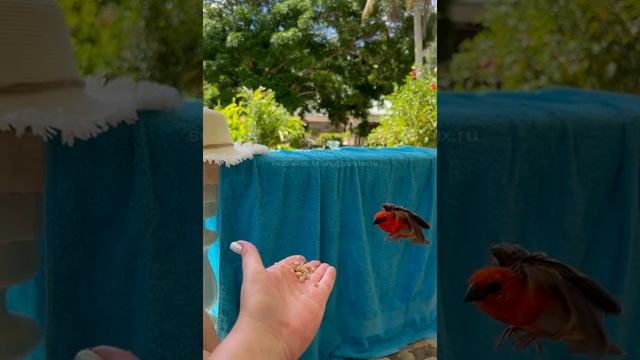 Сейшелы. Seychelles. 塞舌尔。 24