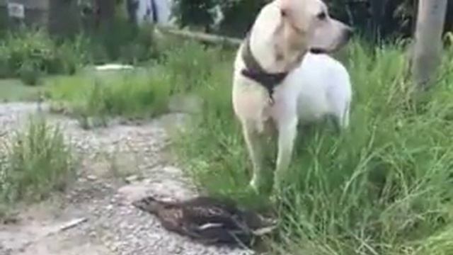 Из моей собаки охотничий пес не очень ... смотреть онлайн