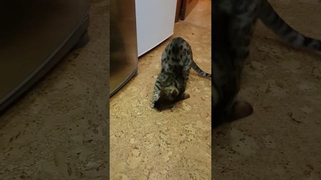 Бенгал играет:) смотреть онлайн