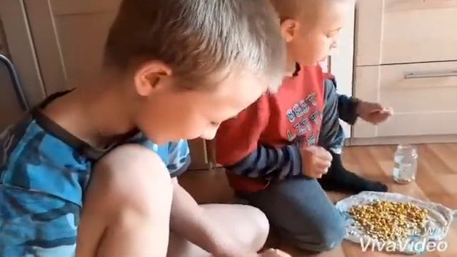 Пророщенная #кукуруза. #Сажаем кукурузу, которая проросла 16 апреля. смотреть онлайн