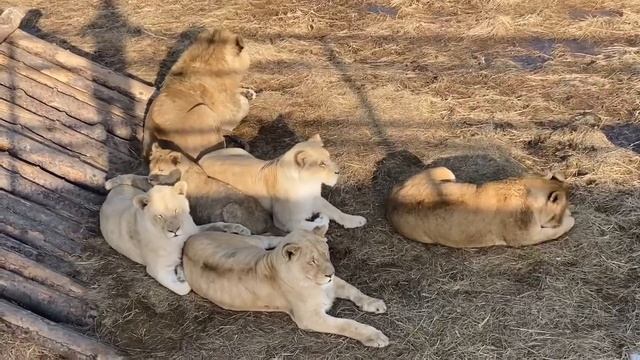 Сегодня ветрено! Лёвики отдыхают внизу. Видео с просьбой к Вам, дорогие наши! смотреть онлайн