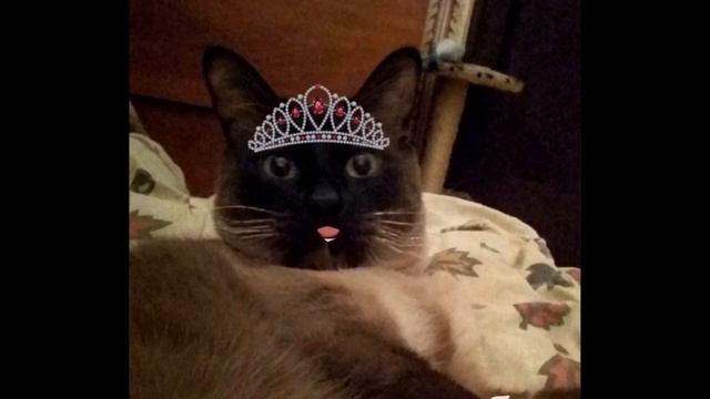 Жизнь кота. The life of a cat смотреть онлайн