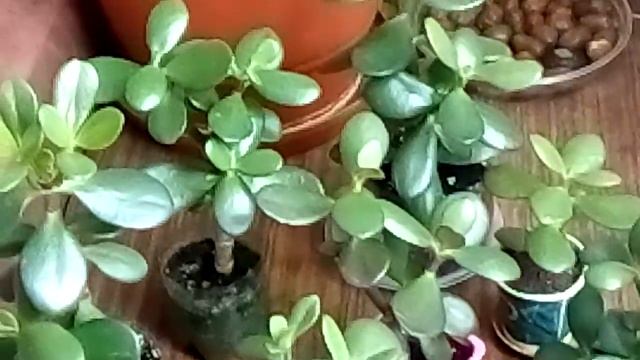 Денежное дерево(Толстянка)/Краснеют листья!!! Толстянка и солнце - любовь или ненависть?