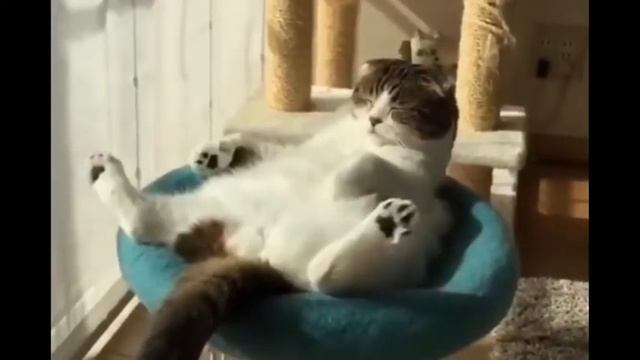 Самые новые смешные видео с домашними животными, смешные коты и кошки, новые приколы, смех до слез смотреть онлайн