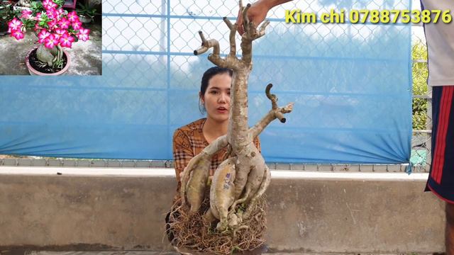 Báo giá cây sứ, chuỗi ngọc, kim quýt, bông trang, linh sam giá rẻ 20/1¶Kim chi 0788753876 смотреть онлайн