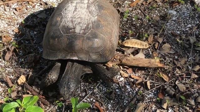 ОБЗОР ❤️FLORIDA ПО СЛЕДАМ ФЛОРИДЫ ЯЛТЫ❤️PUBLIX❤️БЕЛАЯ ЖАБА❤️