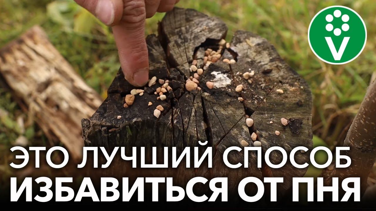 КАК ЛЕГКО И БЕЗ УСИЛИЙ ИЗБАВИТЬСЯ ОТ ПНЯ БЕЗ КОРЧЕВАНИЯ? + превратите пень в отличное удобрение смотреть онлайн