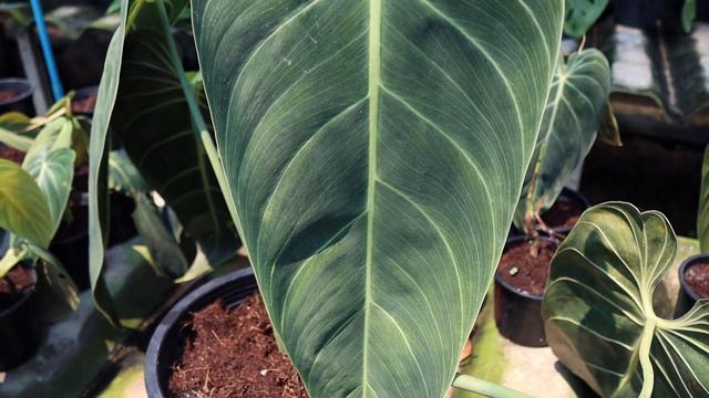 Thailand Nursery Rare Plant Tour! смотреть онлайн