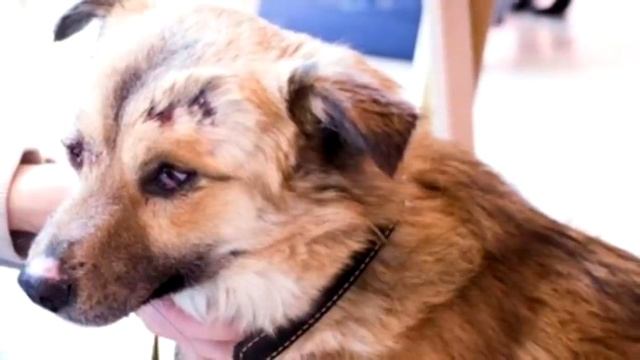 Голодной собачуле дали сосиску, а она… отнёсла её кошке! История бездомного Вайзика с ушами бабочка