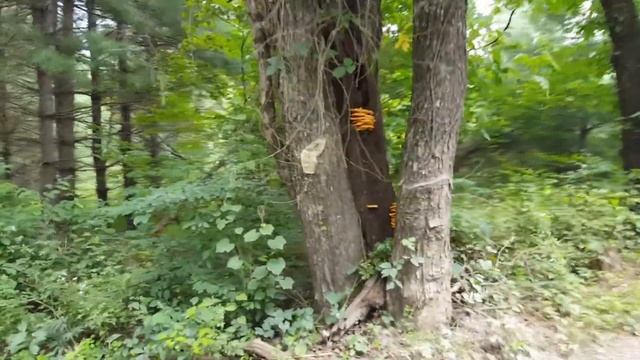 When to Harvest Chicken of the Woods 2018 - Things to look for when harvesting Laetiporus sulphureu смотреть онлайн