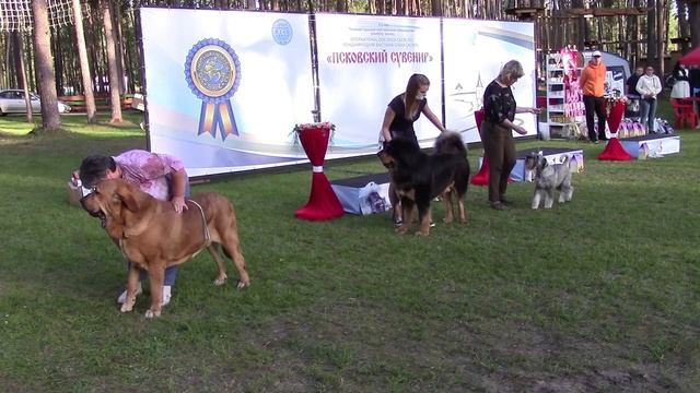 CACIB -FCI _ПСКОВСКИЙ СУВЕНИР_.mp4