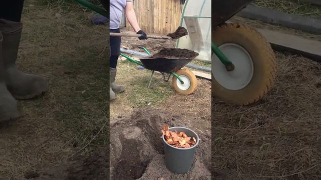 Молодой картофель. Как вырастить смотреть онлайн