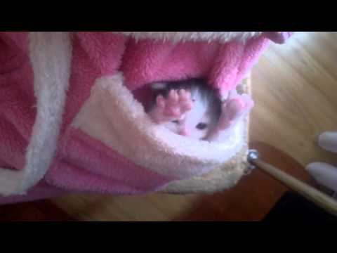 Карманный котик смотреть онлайн
