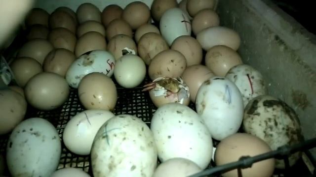 В мире животных.Вылупился из яйца national geographic-The chicken hatched from the egg смотреть онлайн