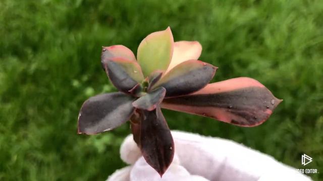 Echeveria cv. Hanaikada Variegated смотреть онлайн