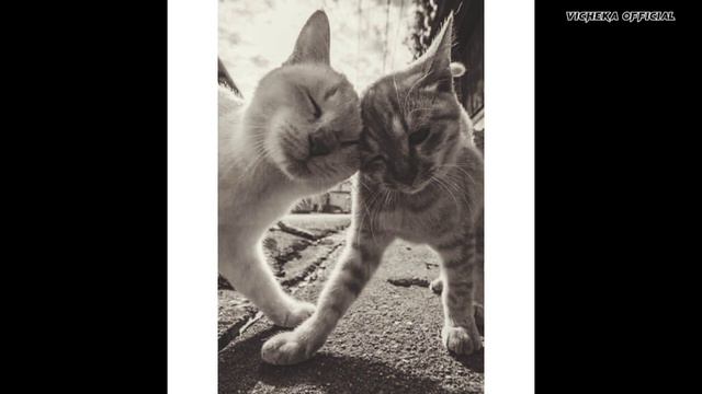 ក៏ព្រោះតែអូនBaby kiminoto Song sweet | Vicheka Official | смотреть онлайн