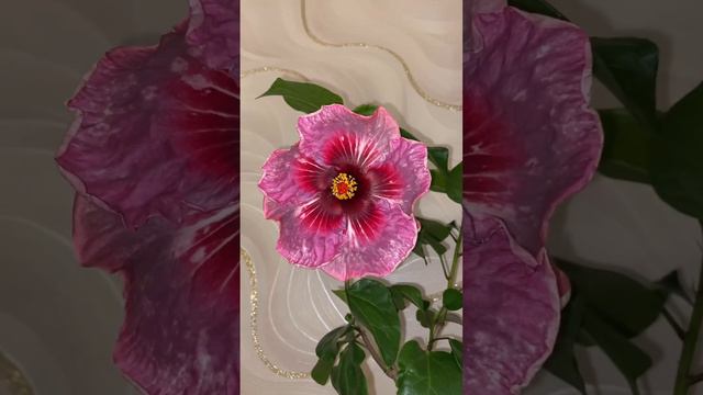 Гибискус Me oh my oh🌹 смотреть онлайн