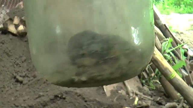 Крот пойман за 25 секунд how to catch a mole смотреть онлайн