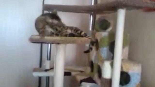 Если уж вылизывать, то лучше себя!