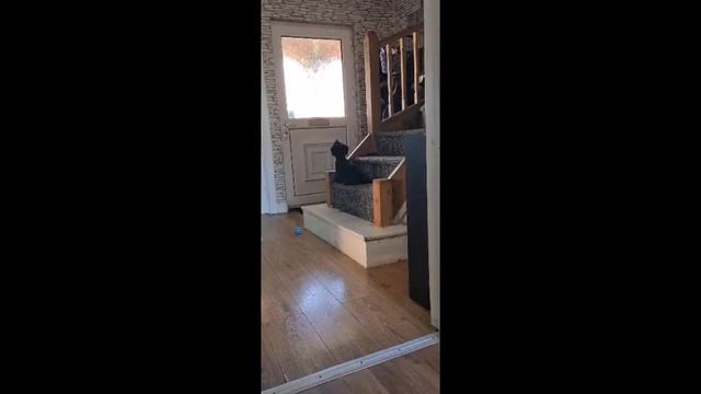 йорк Мишель ждёт своих хозяев дома🥰🐾😍 смотреть онлайн