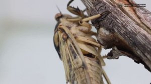 [ Звуки природы, АСМР ] Пение цикады цикадатры. Оркестр насекомых в траве. // Clever Cricket
