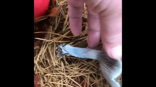 ГРИБЫ ГОЛУБОГО ЦВЕТА / MUSHROOMS BLUE #грибы #осень #голубыегрибы смотреть онлайн