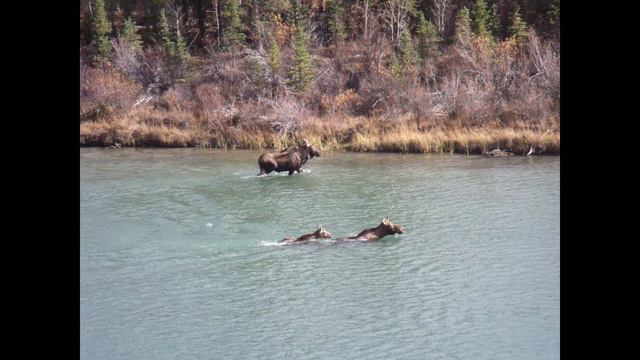 MOOSE смотреть онлайн