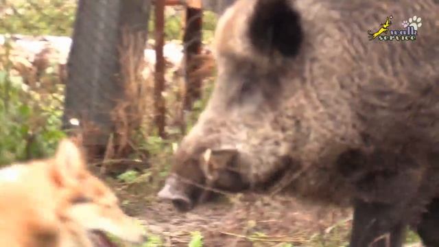 СОБАКА ДЛЯ ОХОТЫ, притравка лайки по кабану смотреть онлайн