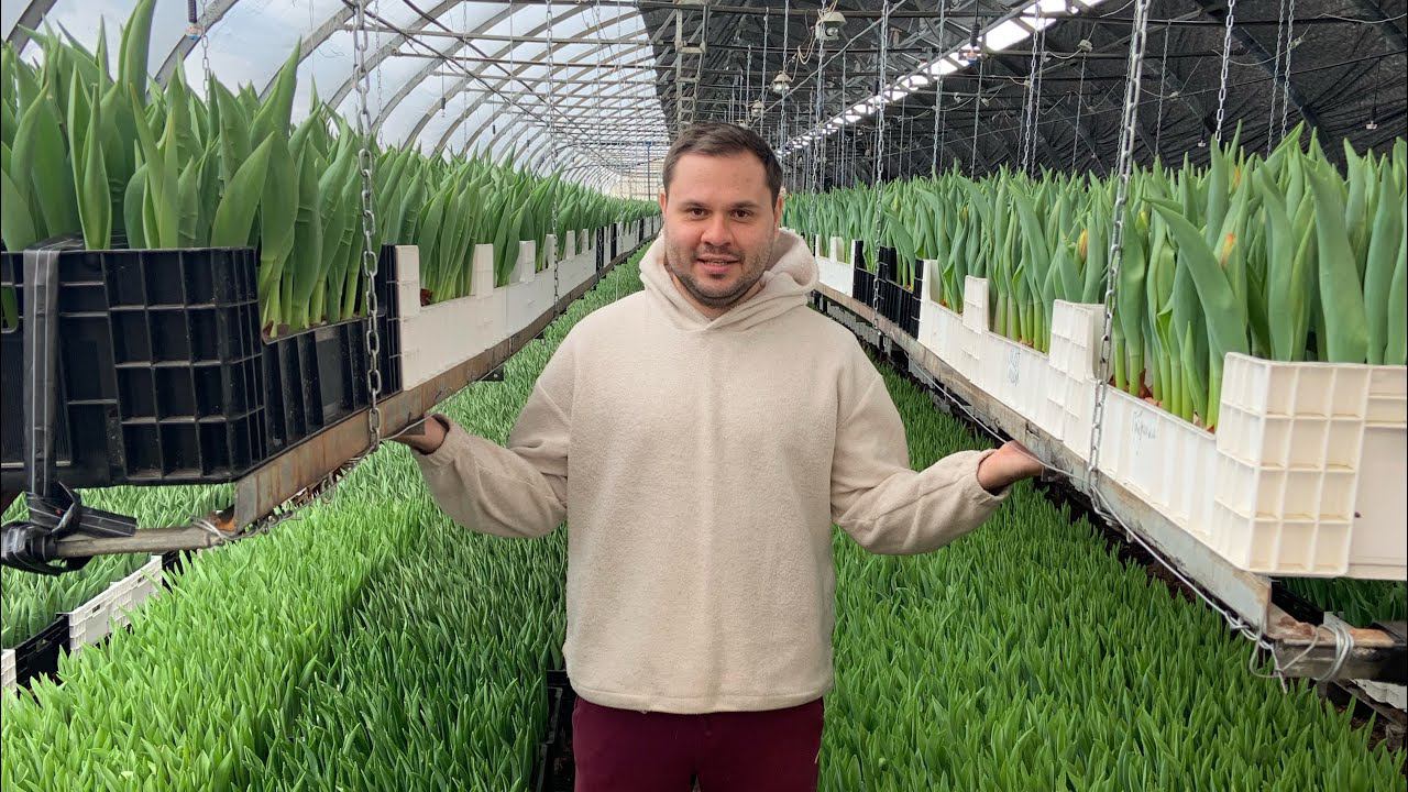 Живые видео с теплиц. Тюльпаны оптом к 8 марта.