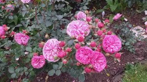 Роза Баронесса (Baronesse). Съемка 12 октября. #розы #розабаронесса