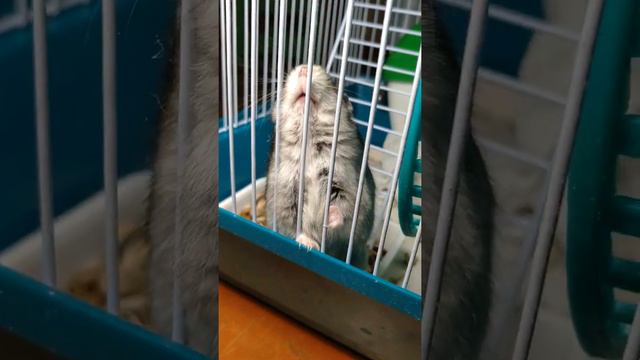 Джунгарский хомяк - ночной зверёк, 5 утра смотреть онлайн