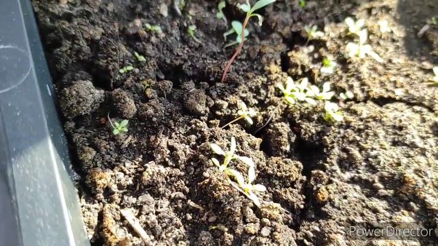 Как заказать 🙂 Что делать??? Утро в деревне😚 смотреть онлайн