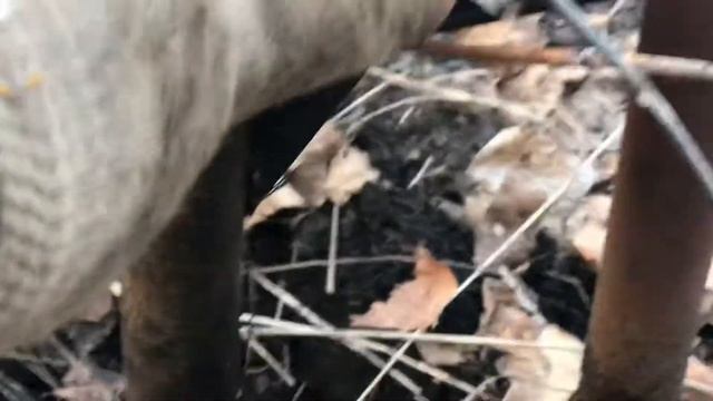 Достаём из земли железную трубу. смотреть онлайн