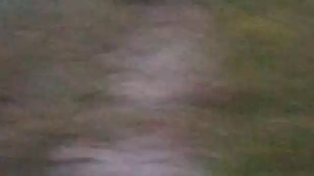 Не телехрабрпа "В мире животных" 2 смотреть онлайн