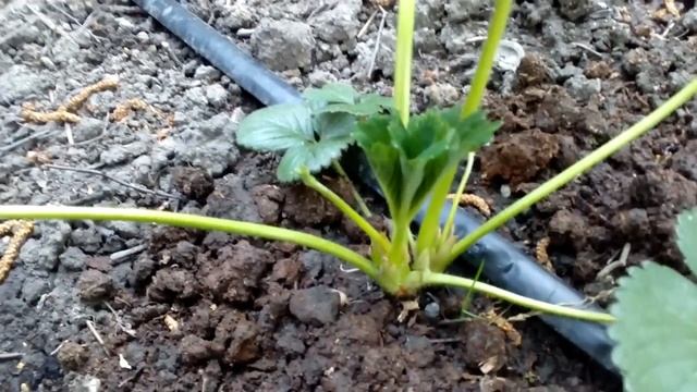 Как отличить женские кусты клубники от мужских . смотреть онлайн