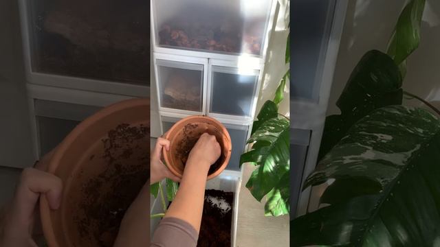 Monstera Deliciosa var Borsigiana Albo Variegata Repot and Potting Tower (PART 4) смотреть онлайн