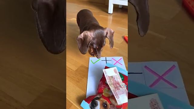 играем с чапой в поп ит #чапитосики #поппит смотреть онлайн