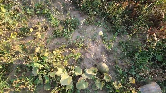 На даче в середине августа. Треснул арбуз, дыни желтеют. смотреть онлайн