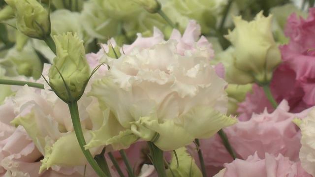 Jamie Kitz Presents Sakata’s New Cut Flower Line-Up смотреть онлайн