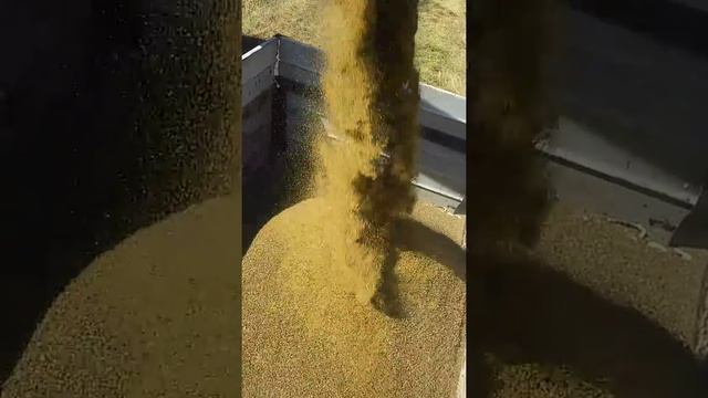 Уборка 20 15г семян люцерны сорта " ВЛАСТА" смотреть онлайн